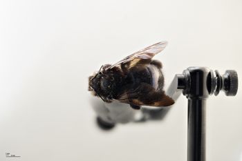 Media type: image;   Entomology 810673 Aspect: habitus dorsal view
